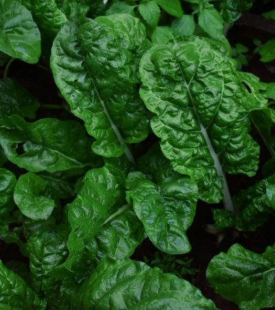 A spenót hamar megvan