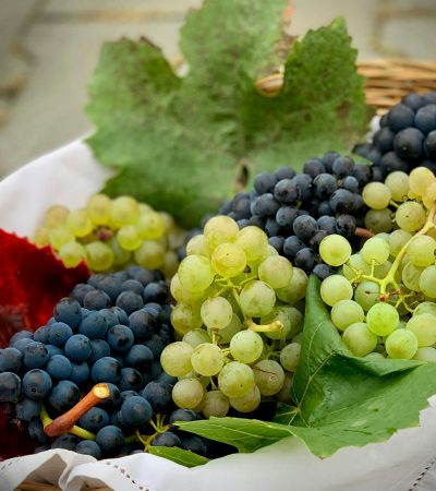 Szőlő átültetése