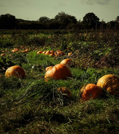 Az étkezési tökök fajtái