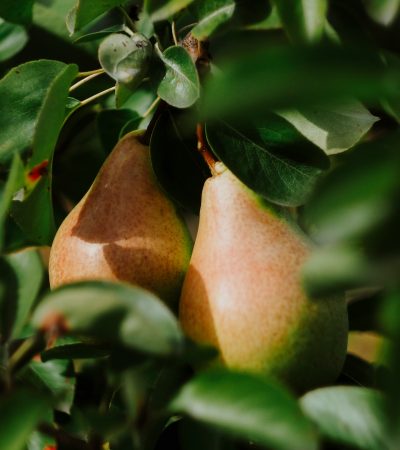 Ezért örül a tested a körtének