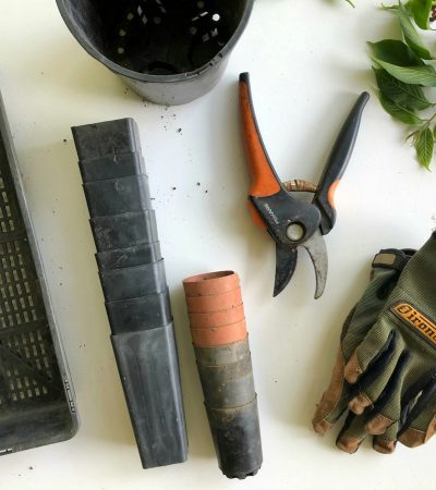 Így ültess Vilma-paradicsomot