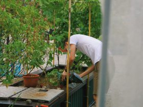 Paprika ültetése magról