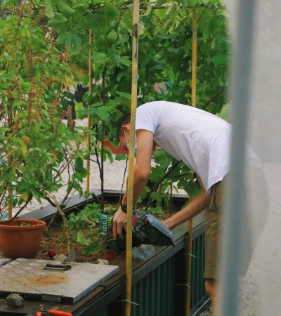 Paprika ültetése magról