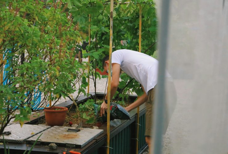 Paprika ültetése magról
