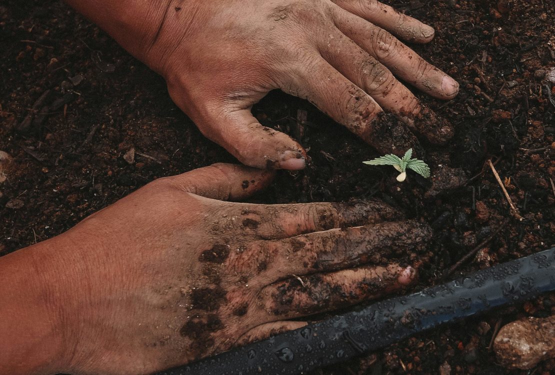 Így ültess paradicsomot magról