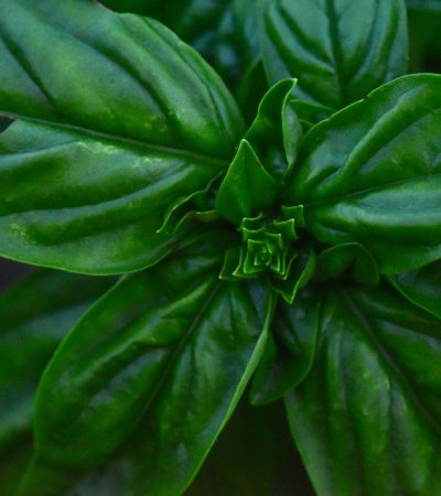 Bazsalikom ültetése magról