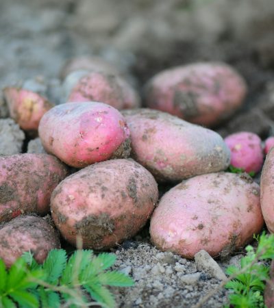 A különböző burgonyák vetési ideje