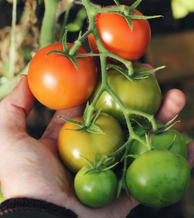 A determinált növekedésű paradicsom