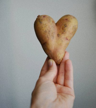 Korai burgonya vetése