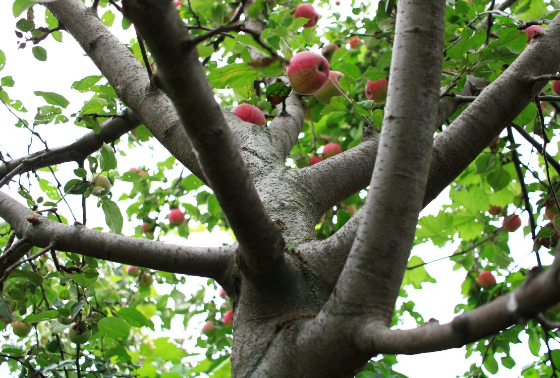A gyümölcsfa kezelése