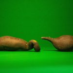 Az édesburgonya ültetése