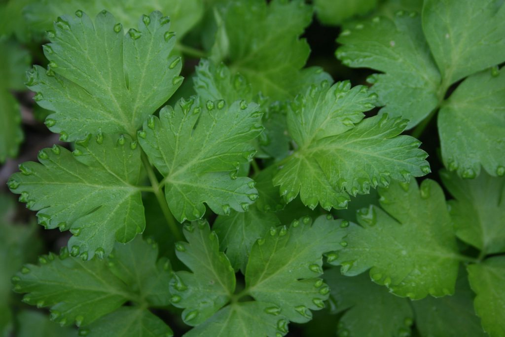 A petrezselyem