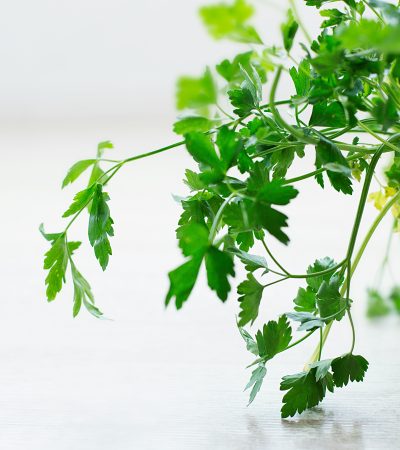 A petrezselyem gondozása