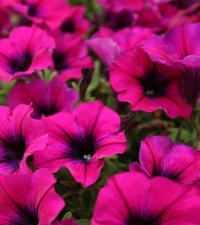 Petúnia ültetése magról