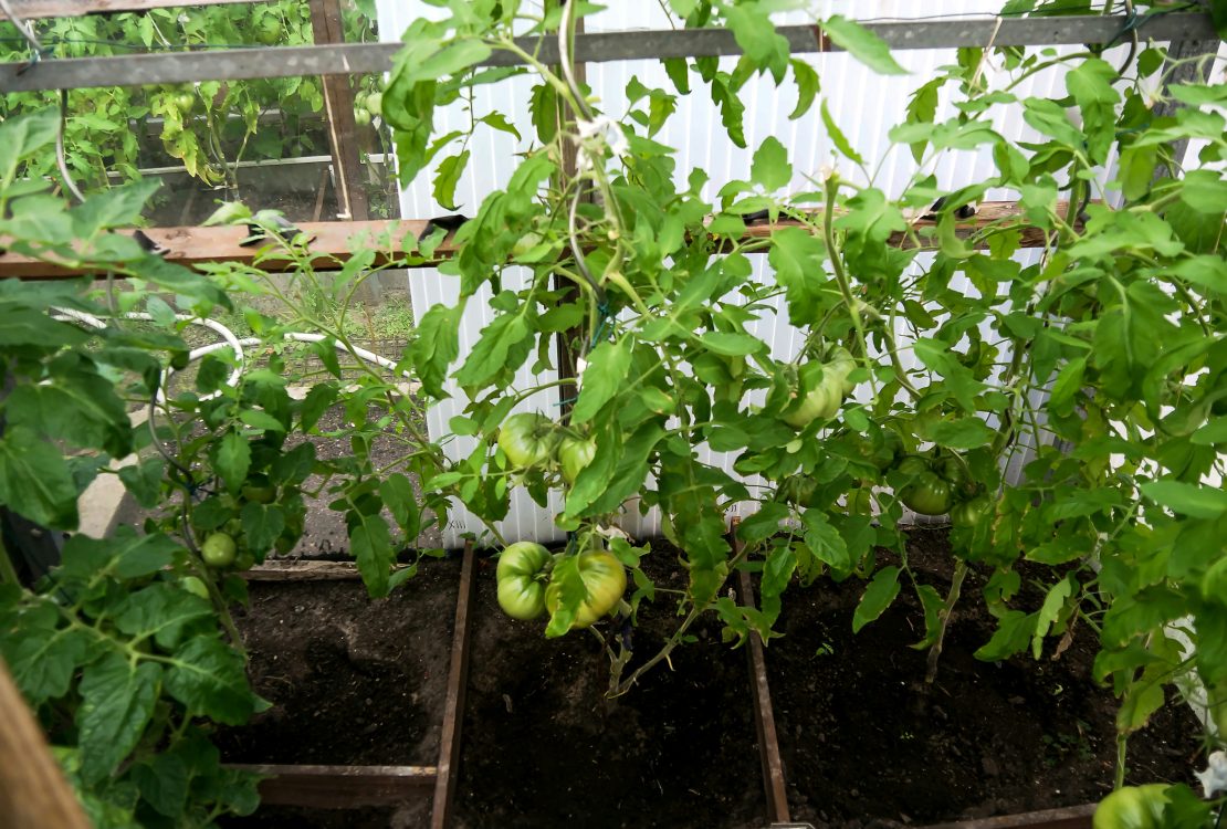 A paprika palántázása