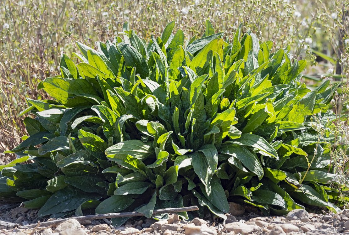 A sóska termesztése házilag