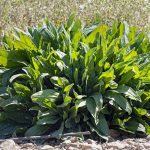 A sóska termesztése házilag