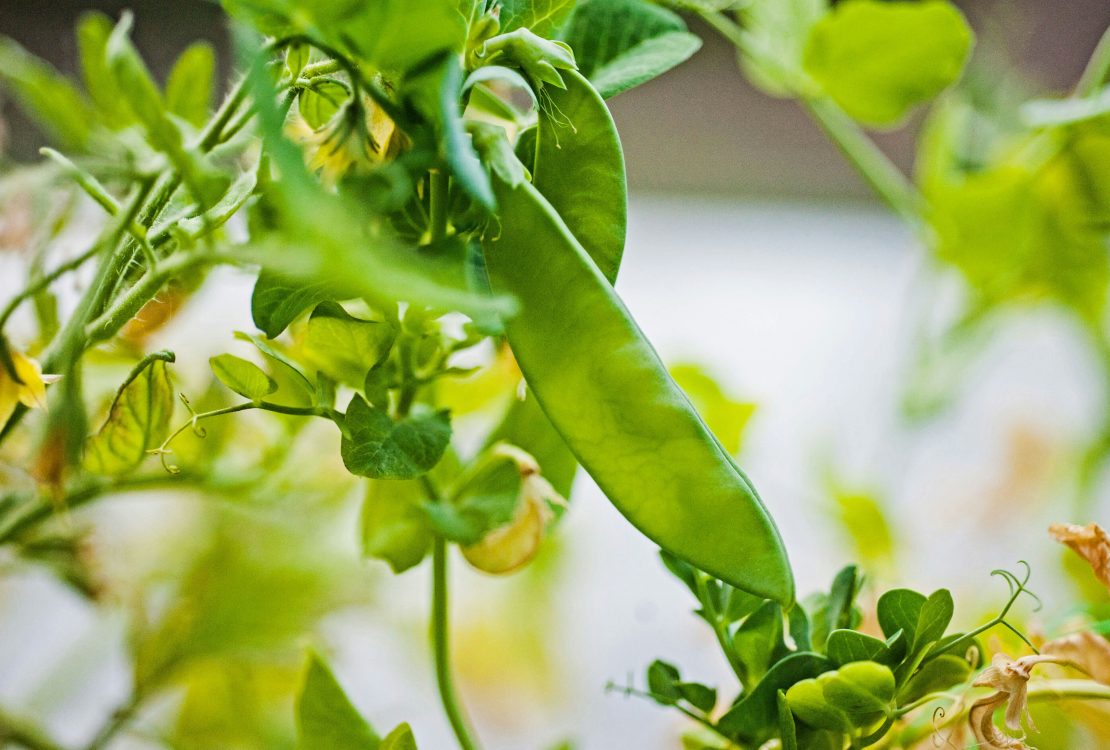Így támaszd meg a zöldborsó szárát