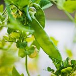 Így támaszd meg a zöldborsó szárát