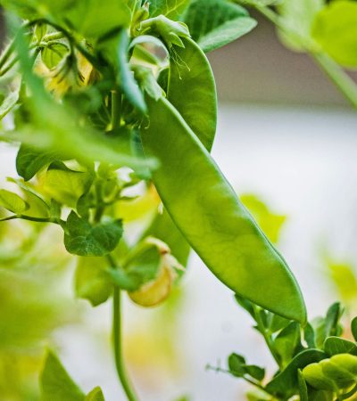 Így támaszd meg a zöldborsó szárát