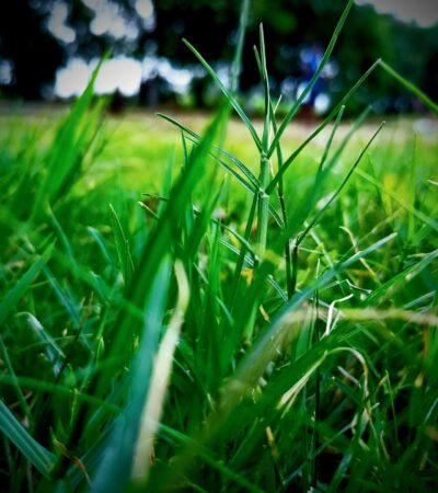 Fűnyírás reggel 7‑kor: mikor zavaró már, és mit tehetsz ellene?