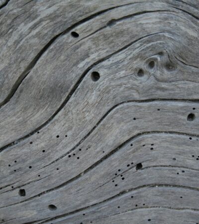 Szú - így védekezz ellelenük