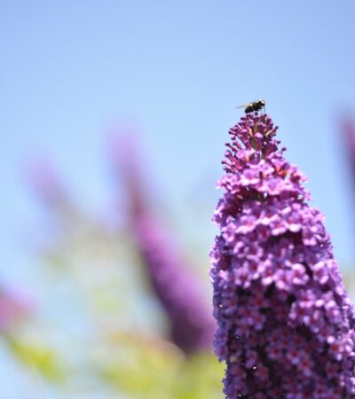 Nyáriorgona ültetése és gondozása